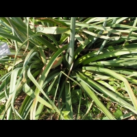 Asphodelus Aestivus (fam. Liliacees) (04)